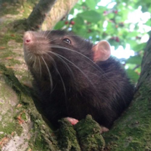 rat-lord