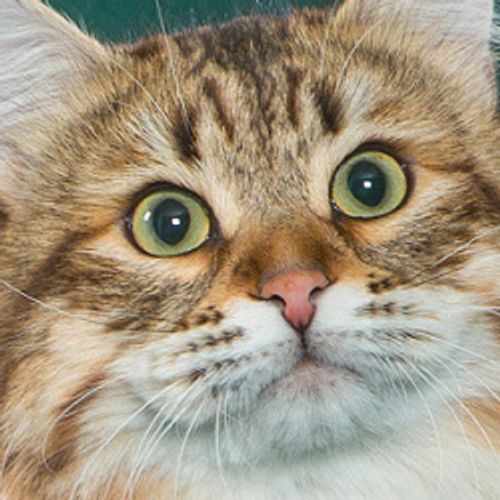 Avatar Sejru