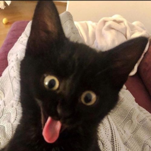 Neko-Rekt