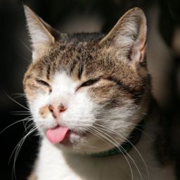 robert