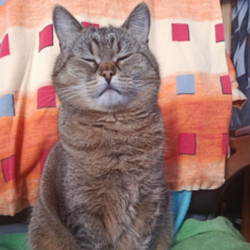 hana-vladimir