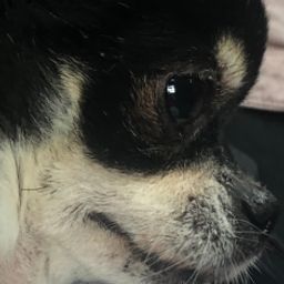 greater-dog