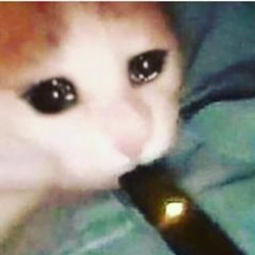 Catsu