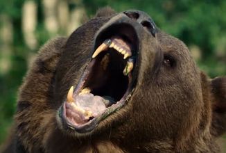 V survival thrilleru Grizzly Night bude skupinka nešťastníků čelit nahněvaným medvědům
