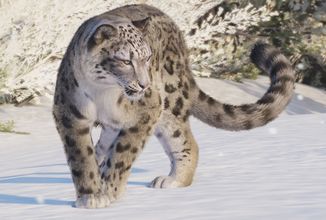planet-zoo-2-snaow-leopard-jpg (6)