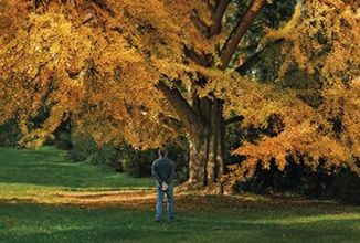 Chválené drama Silent Friend se zaměří na tři příběhy, které propojuje tajemný strom