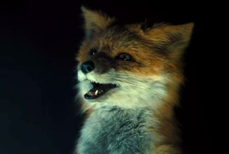 The Fox: Komediální sprosťárna s mluvícími zvířaty se představuje v prvním teaseru