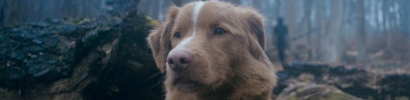 Chválený horor Good Boy budeme celý sledovat očima ustaraného psíka