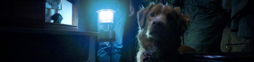 Horor Good Boy se psím protagonistou se pochlubil novým trailerem
