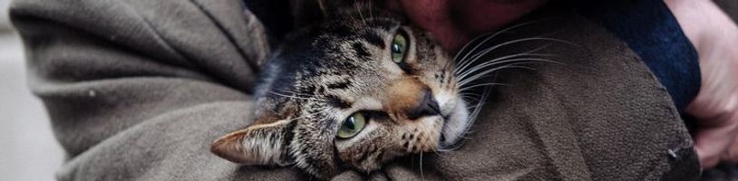 Nový dokument Cat Daddies se vás pokusí přesvědčit o tom, že na muži, který doma chová kočky, není nic divného