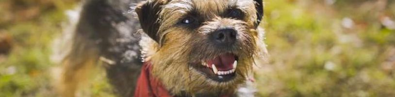 V komedii Strays se malý psík vydá na cestu bolestné pomsty proti svému bývalému majiteli