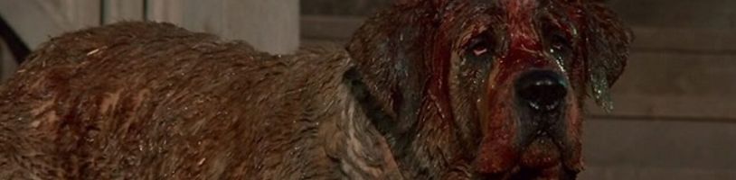 Cujo: Filmovou adaptaci románu od Stephena Kinga by mohl natočit Darren Aronofsky