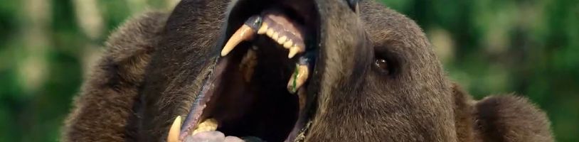 V survival thrilleru Grizzly Night bude skupinka nešťastníků čelit nahněvaným medvědům