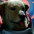 Zapomeňte na mazlení, v Marvel’s Guardians of the Galaxy můžete mluvit se psem