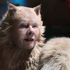 Filmová adaptace klasického muzikálu Cats finančně propadá