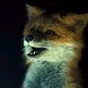 The Fox: Komediální sprosťárna s mluvícími zvířaty se představuje v prvním teaseru