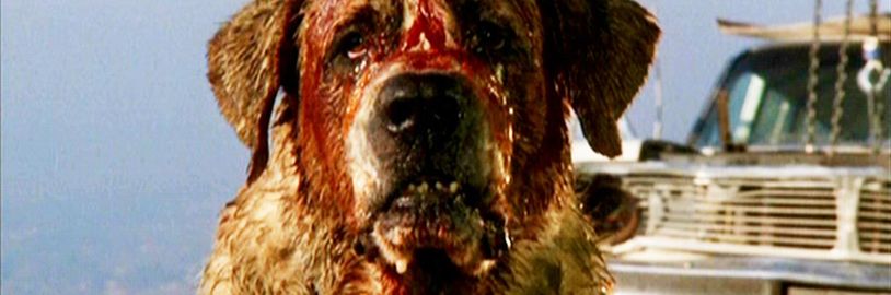 Cujo: Filmovou adaptaci románu od Stephena Kinga by mohl natočit Darren Aronofsky